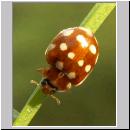 Calvia quatuordecimguttata - Vierzehntropfiger Marienkaefer 03.jpg